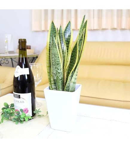 Amazon｜サンスベリア ゼラニカ 8号 観葉植物｜観葉植物 オンライン通販