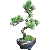 盆栽妙 四国五葉松 ミニ盆栽 鉢植え 観葉植物 ギフト プレゼント bonsai