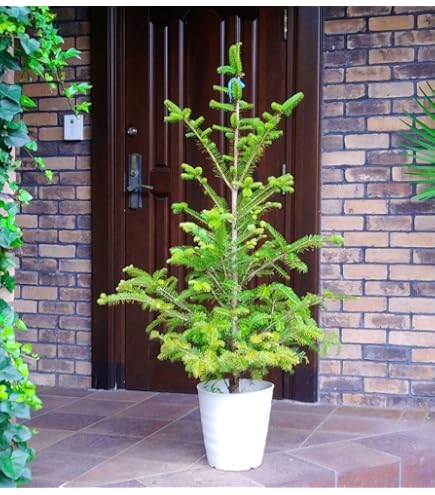 Amazon.co.jp: モミの木(もみの木）100センチ本物のクリスマスツリー樅