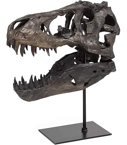 ティラノサウルス 頭骨模型 恐竜 スカル オブジェ Amazon.co.jp: ティラノサウルス恐竜の頭蓋骨に取り付けられた化石像