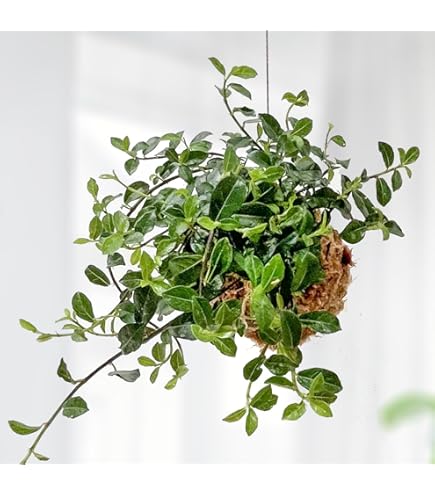 Amazon｜リプサリス 9種類から選べる サボテン 多肉植物 3号