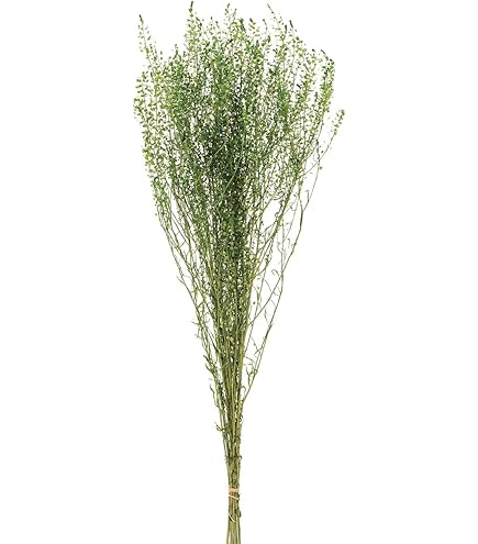 Amazon｜東北花材 カラマツ フロスト 約L3.0cm DT066237-zzz 40