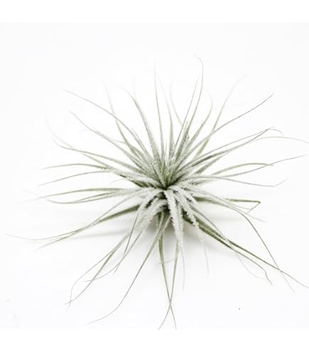 ブロメリア・エアープランツ Tillandsia sprengeliana coastal form Amazon｜Tillandsia sprengeliana 'Coastal form' エアープランツ