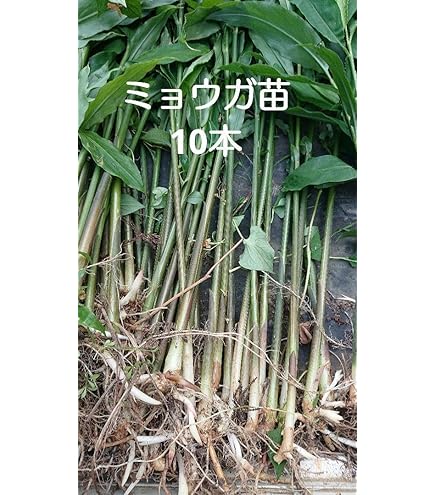 Amazon.co.jp: 秋みょうが 2株 種株 種球根 家庭菜園 みょうが