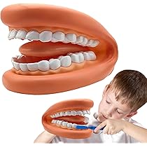 歯のモデル　発育模型 Amazon.co.jp: 子供の歯科模型、子供の乳歯の発育歯列モデル