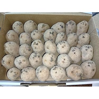 Amazon.co.jp 最新リリース: 野菜の種 の新着ランキングです。