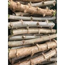 キャッサバ挿し木(埋め木)300本 キャッサバ太め苗木(埋め木)100本 【公式通販】