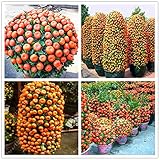20pcs/bag orange seeds climbing orange tree seed bonsai Organic fruit seeds Like a Christmas tree po