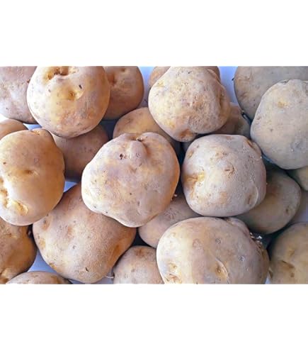 Amazon.co.jp: 訳あり じゃがいも じゃがいも メークイン ポテト