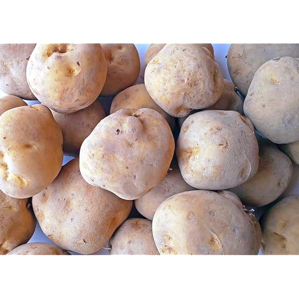 Amazon.co.jp: 訳あり じゃがいも じゃがいも メークイン ポテト