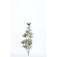花木屋 高野槙 こうやまき コウヤマキ の 芯 80cm