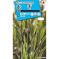 Amazon | タキイ種苗 むぎ笹の雪 | 野菜