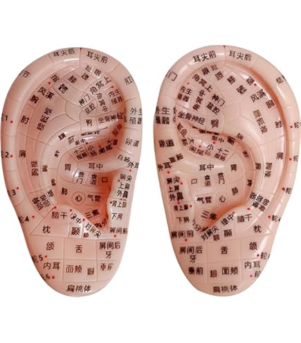 Amazon.co.jp: 耳 模型 耳構造 耳模型 人体模型 耳モデル 耳 モデル