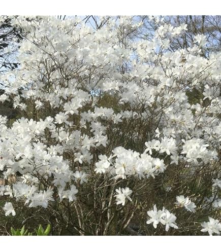 Amazon｜現 ヤマツツジ 特大苗 2mほど 山採り 自然樹形｜観葉植物