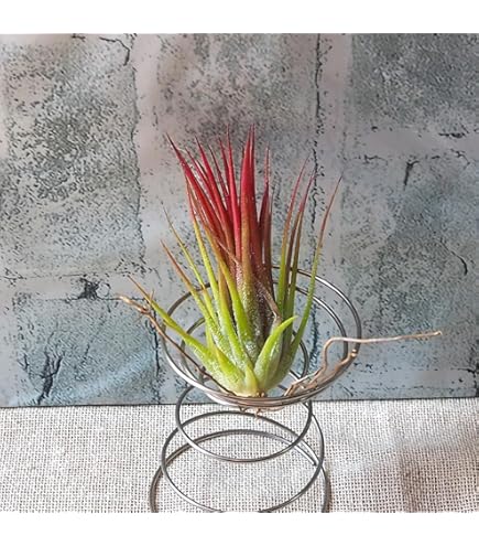 Amazon｜ティランジア イオナンタ ストリクタ Tillandsia ionantha var