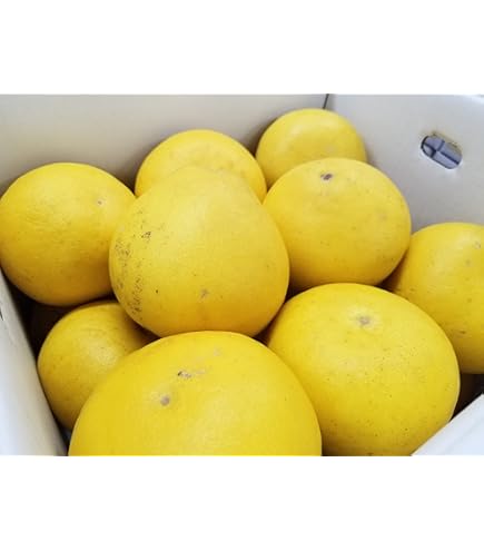 高知県産土佐文旦4Lサイズ 約10kg Amazon.co.jp: 高知産土佐文旦4Lサイズ約10kg : 食品・飲料・お酒