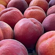 Amazon.co.jp: 本場長野からお届け 長野県産 ワッサー 2kg 長野