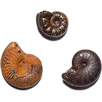 アンモナイト様用 71EE3DstFdL._AC_UL210_SR210,