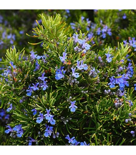 Amazon.co.jp: ラナンキュラス ラックス ミネルバ 苗 4号ポット 耐寒性