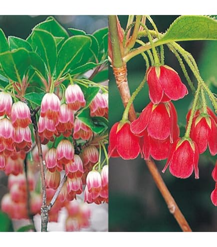 ドウダンツツジ 苗木 2 Amazon.co.jp: 花木苗 ドウダンツツジセット 2種2株 / 国華園 25年秋