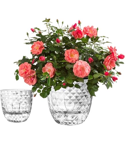 Phoenix Vine 4 Inch Self Watering Planter Pot, Terracotta Clay Pot with Glass Reservoir for Indoor Plants, Herbs, Flowers, Set of 2, 52 A E 2
