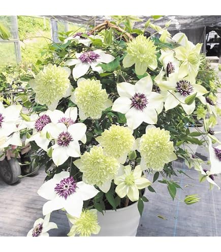 Amazon｜クレマチス 流星 つぼみ｜観葉植物 オンライン通販