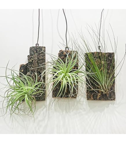 Amazon｜リプサリス 9種類から選べる サボテン 多肉植物 3号 吊り鉢