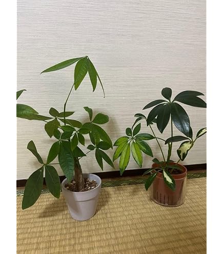 Amazon｜パキラ ミルキーウェイ 実生株 美斑入り 極上散り斑