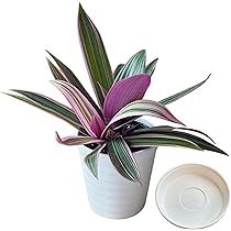 完売　　森で完全野生化！【朧月＊森村万年草】インドの可愛い鉢植え＊大小セットで！ 71Easpkex8L._AC_UL210_SR210,