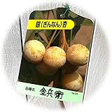 銀杏 苗木 金兵衛 13.5cmポット苗 きんべえ いちょう 苗 イチョウ ぎんなん ギンナン