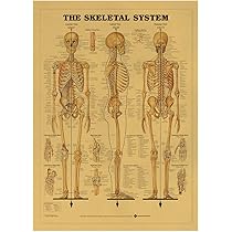 Amazon.co.jp: 身体 骨格系 解剖図 人体骨格 解剖ポスター ウォール