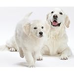 犬 Android(960×800)待ち受け カレンダー2024 ゴールデン・レトリーバー 犬 Android(960×800)待ち受け カレンダー2024 ゴールデン・レトリーバー
