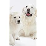 犬 FVGA(480×800)壁紙 カレンダー2024 ゴールデン・レトリーバー 犬 FVGA(480×800)壁紙 カレンダー2024 ゴールデン・レトリーバー