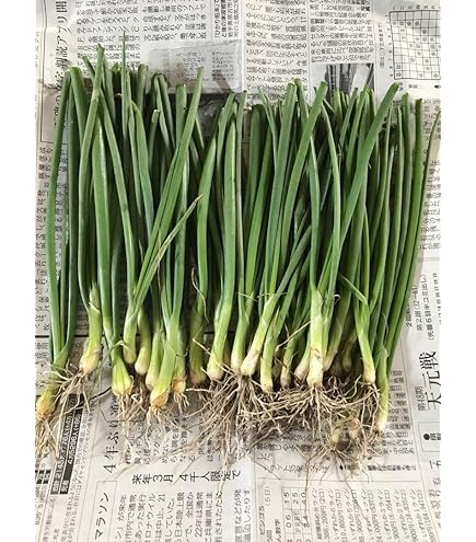 Amazon.co.jp: 淡路島産玉ねぎの苗 レクスター 100本以上 : DIY・工具
