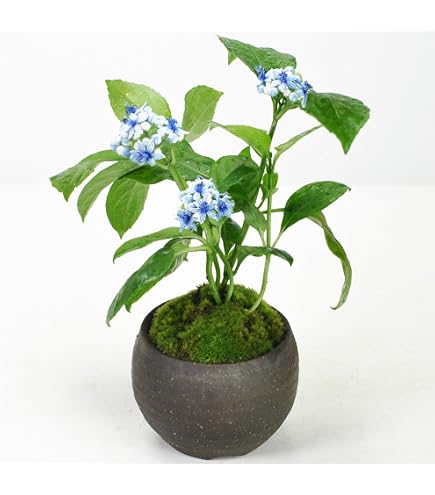 Amazon.co.jp: ガジュマル小品盆栽・山採り古木 : DIY・工具・ガーデン