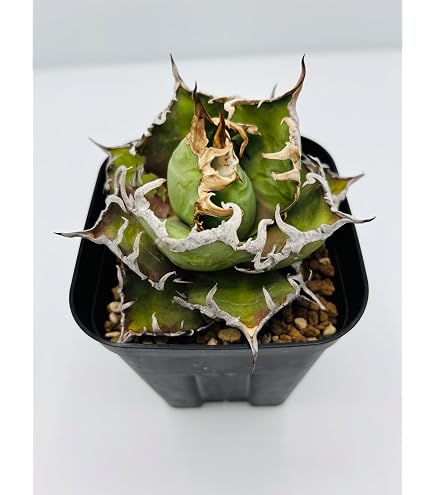 Amazon｜アガベ チタノタ 豆豆龍/Agave titanota 'Totoro' /観葉植物