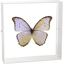 モルフォ蝶額 モルフォ蝶 額飾り - メルカリ