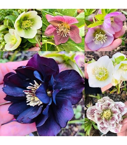 Amazon.co.jp: クリスマスローズ 種子10粒 ミックス 花の種 : DIY
