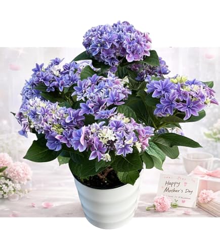 Amazon｜PURIZA 紫陽花 生花 切花 お祝い 誕生日 祝辞 開店祝い 記念日