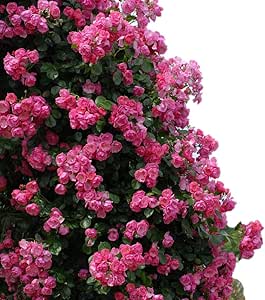 Amazon Co Jp バラ苗 つるアンジェラ 国産新苗4号ポリ鉢 つるバラ Cl 四季咲き小輪 ピンク系 Diy 工具 ガーデン