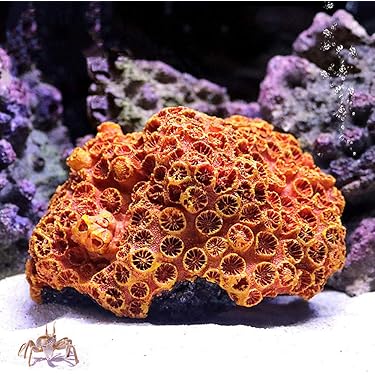 Amazon.co.jp 売れ筋ランキング: 水槽用サンゴ の中で最も人気のある