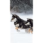 犬 iPhoneSE/5s/5c/5 壁紙 視差効果 柴犬 犬 iPhoneSE/5s/5c/5 壁紙 視差効果 柴犬