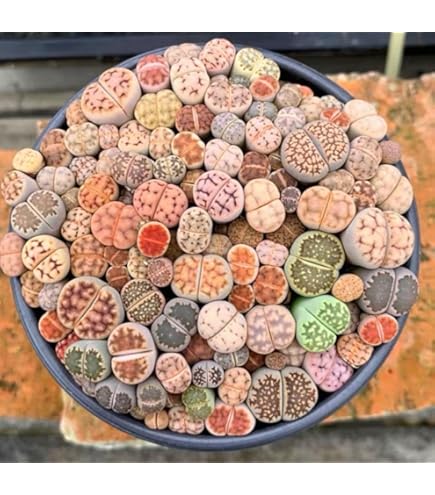 Amazon.co.jp: 多肉植物 リトープス レア品種入り 10株セット 抜き苗