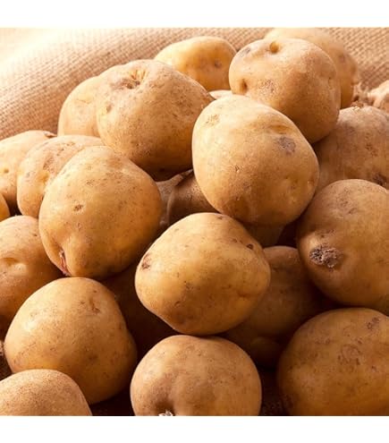 Amazon.co.jp: 訳あり じゃがいも じゃがいも メークイン ポテト