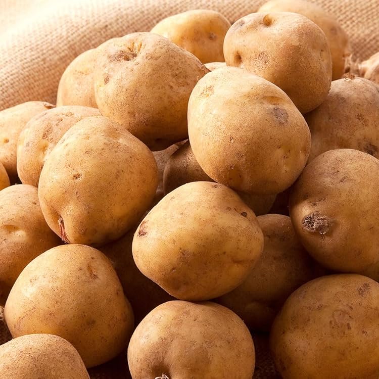 Amazon.co.jp: 訳あり じゃがいも じゃがいも メークイン ポテト