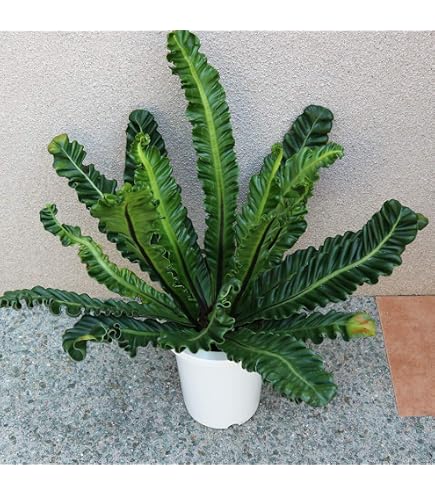 Amazon.co.jp: PLANCHU 観葉植物 ビカクシダ ステマリア 6号吊り鉢