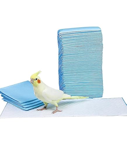 オカメインコさま専用ページ オカメインコ ピュアホワイト🤍🫧・*