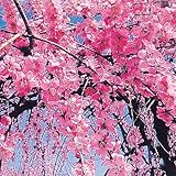 国華園　花梅苗　桃しだれ　1株【※発送が国華園からの場合のみ正規品です】