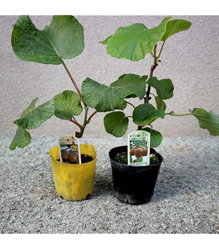 Amazon.co.jp: キウイ 苗木 ロッキー (早生オス) 12cmポット苗 キウイ
