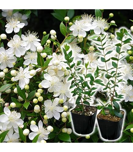 Amazon.co.jp: 《国産Aグレード品 バラ切り接ぎ用台木》 ノイバラ (10